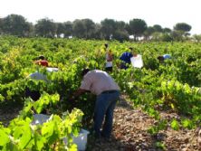 Our vineyards and facilities